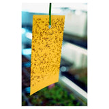 ASHLEY 5PC DUAL-SIDED HANGING INSECT TRAP